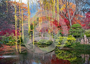 Fall Foliage in the Japanese Garden