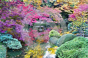 Fall Foliage in at the Japanese Gardens