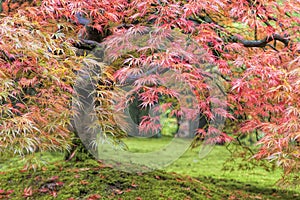 Fall Foliage of Japanese Maple Tree