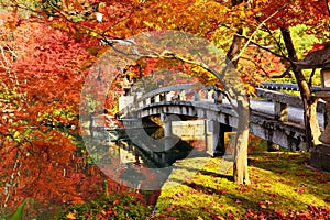 Fall Foliage in Kyoto