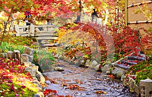 Fall Foliage in Kyoto