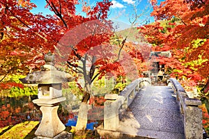 Fall Foliage in Kyoto