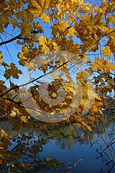 Fall foliage on lakefront