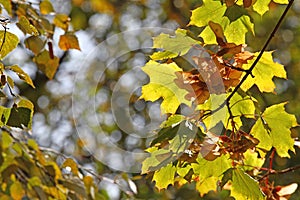 Fall Foliage Leaves Depend Run Autumn Maple Leaves. Beautiful autumn landscape with yellow trees and sun. Colorful foliage in the