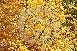 Fall Foliage Leaves Depend Run Autumn Walnut tree Leaves. Beautiful autumn landscape with yellow trees and sun. Colorful foliage i