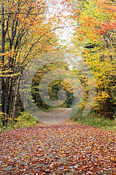 Fall foliage leaves on dirt road