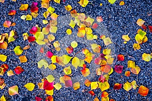 Fall Foliage Leaves fall to the ground with dark Contrasting Asphalt