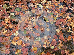 Fall Foliage Leaves on Water in November