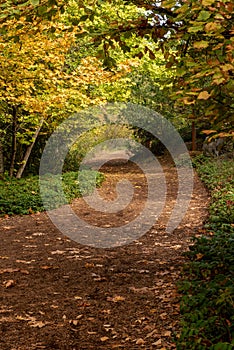 Fall foliage at Lithia Park in Ashland