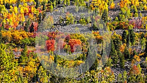 Fall foliage on the mountains of Wasatch Cache National Forest, Utah