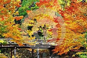 Fall Foliage in Nagoya, Japan photo
