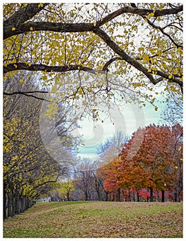 Fall foliage at the National Mall, Washington DC photo