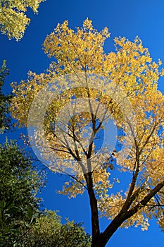 Fall foliage in orange, yellow and green against blue sky, Los Padres National Forest, USA photo