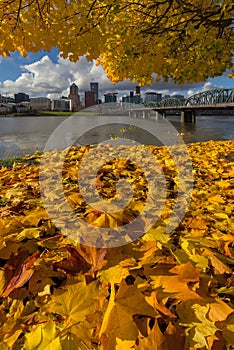 Fall Foliage in Portland OR downtown City skyline