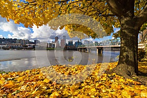Fall Foliage with Portland OR waterfront City skyline