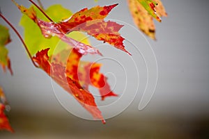 Fall Foliage in Rain