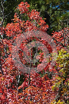 Fall Foliage on Red Maple Trees showing off their Autumn Colors