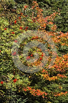 Fall foliage and red mountain ash berries in northern Maine.