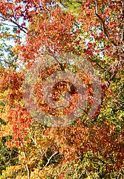 Fall Foliage of Red and Yellow Leaves