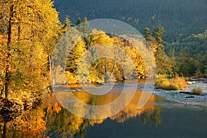 Fall Foliage reflected in Stillaguamish River in Washington State photo