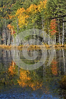 Fall foliage reflected in water at Quincy Bog.