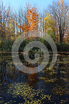 Fall foliage reflection photo