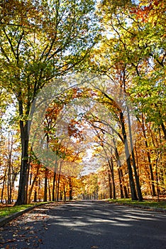 Fall Foliage Road