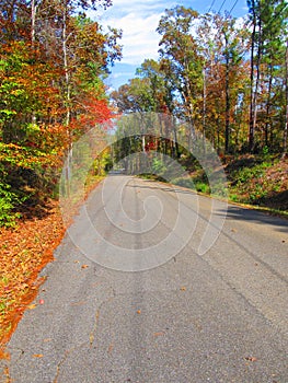 Fall foliage on roadway in deep south