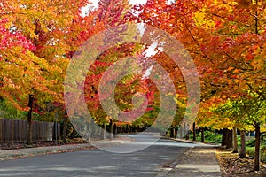 Fall Foliage on Tree Lined USA Suburban Neighborhood Street