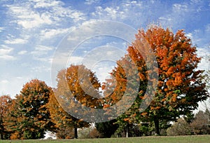 Fall Foliage Under Painted Sky