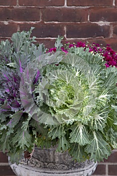 Fall Foliage in Urn