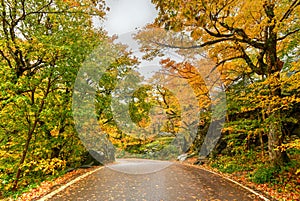 Fall Foliage - Vermont