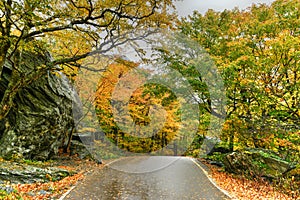 Fall Foliage - Vermont