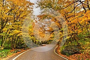 Fall Foliage - Vermont photo