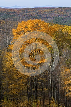 Fall foliage in woods of western Connecticut, from Mohawk Mountain.