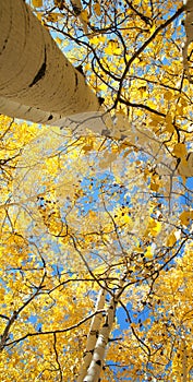 Fall Foliage on Yellow Aspen Trees showing off their Autumn Colors