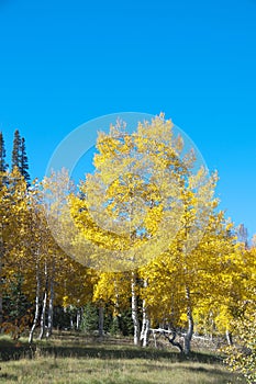 Fall Foliage on Yellow Aspen Trees showing off their Autumn Colors