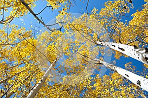 Fall Foliage on Yellow Aspen Trees showing off their Autumn Colors