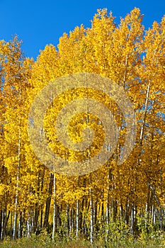 Fall Foliage on Yellow Aspen Trees showing off their Autumn Colors