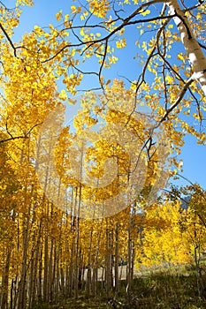 Fall Foliage on Yellow Aspen Trees showing off their Autumn Colors