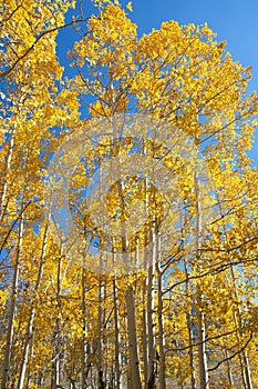 Fall Foliage on Yellow Aspen Trees showing off their Autumn Colors