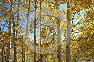 Fall Foliage on Yellow Aspen Trees showing off their Autumn Colors