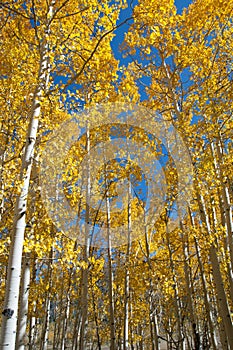 Fall Foliage on Yellow Aspen Trees showing off their Autumn Colors