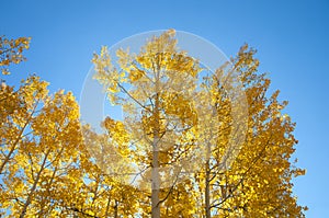 Fall Foliage on Yellow Aspen Trees showing off their Autumn Colors