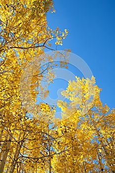 Fall Foliage on Yellow Aspen Trees showing off their Autumn Colors