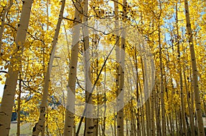 Fall Foliage on Yellow Aspen Trees showing off their Autumn Colors