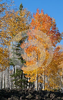 Fall Foliage on Yellow Aspen Trees showing off their Autumn Colors