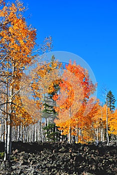 Fall Foliage on Yellow Aspen Trees showing off their Autumn Colors