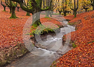 Fall in the forest