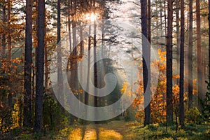 Autumn. Fall forest. Autumn scene. Fall scenery.